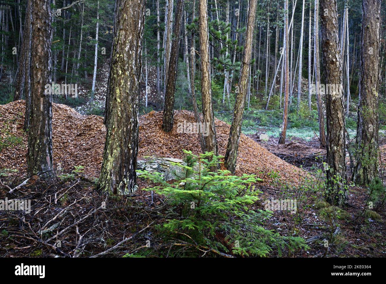 Segatura o polvere di legno residuo dopo il taglio o segatura di alberi abbattuti o raccolti Tronchi e Foresta di Conifer Alpi Francia Foto Stock