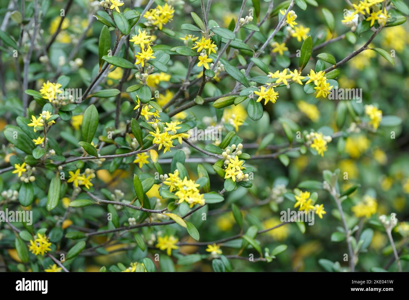 Corokia x virgata Yellow Wonder, Corokia Yellow Wonder. Arbusto sempreverde, fiori profumati a forma di stella Foto Stock