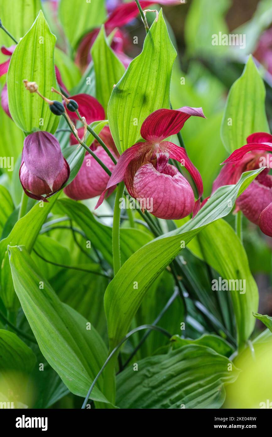 Cypripedum Philipp gx Kentucky Pink, Cypripedum Kentucky Pink, Lady Slipper Orchid Kentucky Pink Foto Stock