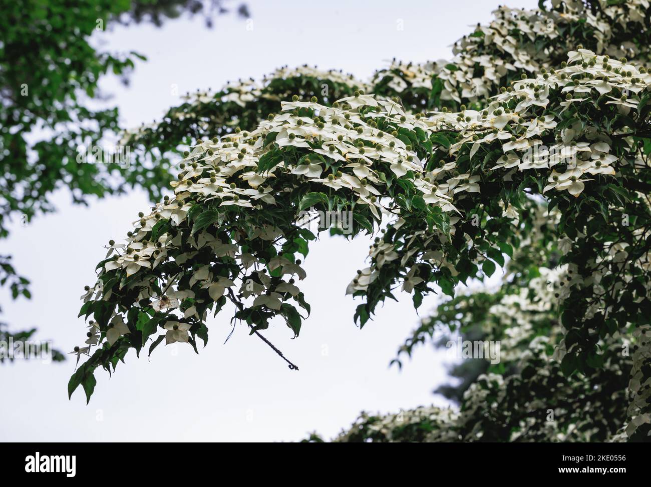 Cornus kousa piccolo albero deciduo Foto Stock