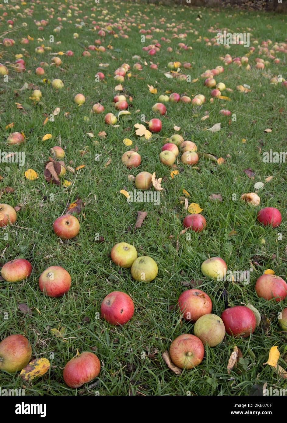 Un gran numero di mele a vento sul terreno indica un raccolto di mele paraurti a Sweptember 2022 Cotswolds UK Foto Stock