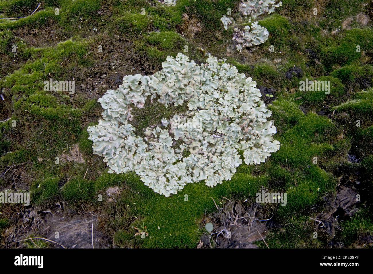 I licheni foliacei sono organismi in cui alghe e funghi convivono insieme symbnioticallty visto qui sopra sulla superficie rocciosa esposta Ilfracome Promenade Foto Stock