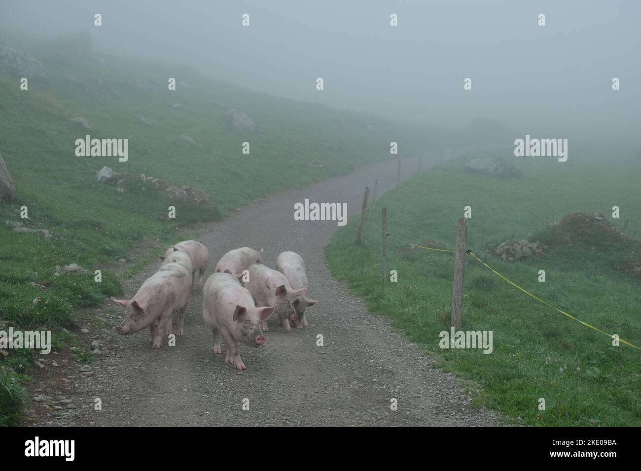 Maiali svizzeri a piedi liberamente su una strada Foggy Foto Stock