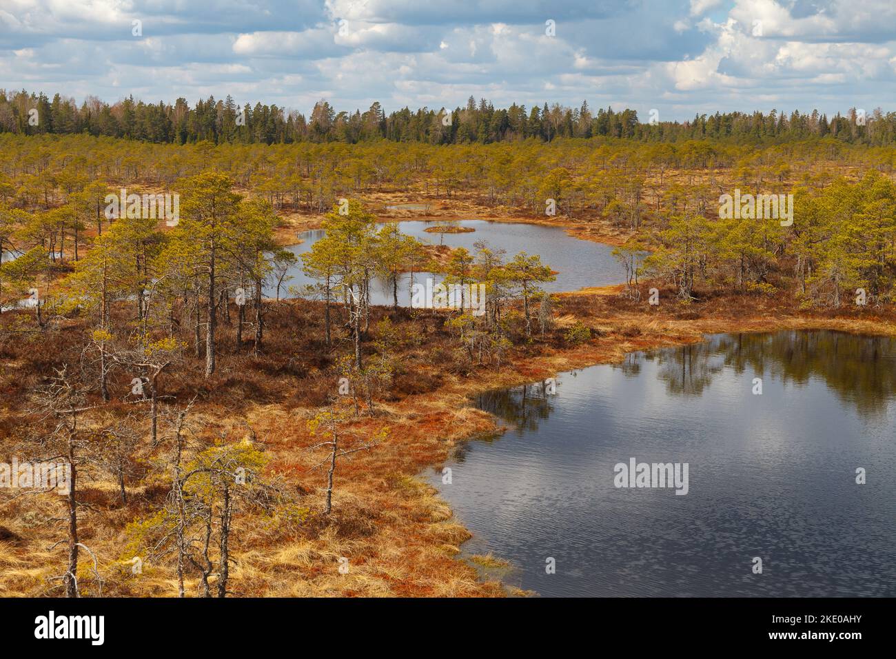 Palude con laghi, palude nella riserva naturale estone. Foto Stock