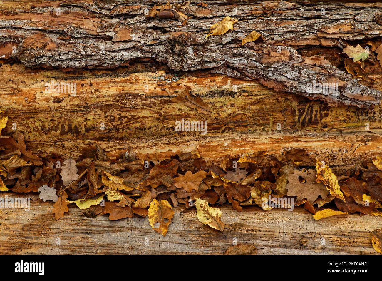 Concetto di albero autunnale con Foliage autunnale che copre un tronco di pino che si decompone Foto Stock
