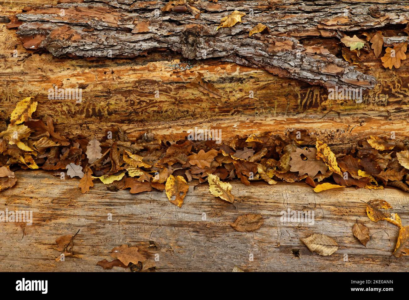 Autunnal Still Life ept con Autumnal Foliage che copre un tronco di pino in decomposizione Foto Stock