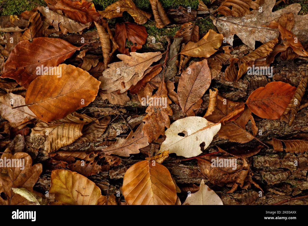 Colori delle foglie autunnali: Insieme di foglie autunnali colorate - Closeup Foto Stock