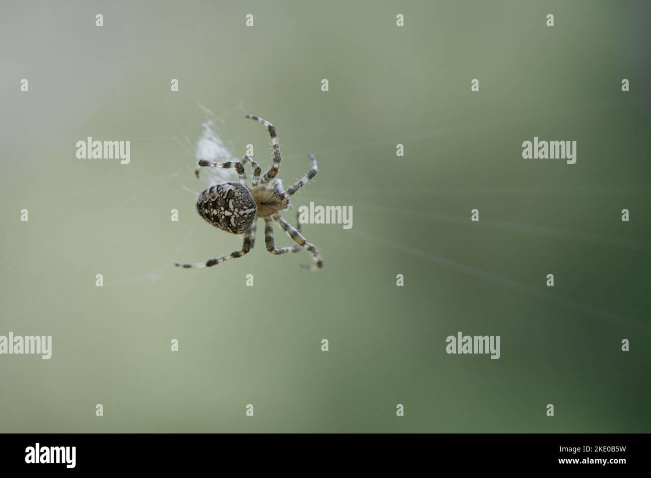 Croce ragno in una ragnatela di ragno, in agguato per preda. Sfondo sfocato. Un cacciatore utile tra insetti. Arachnid. Foto di animali selvatici. Foto Stock