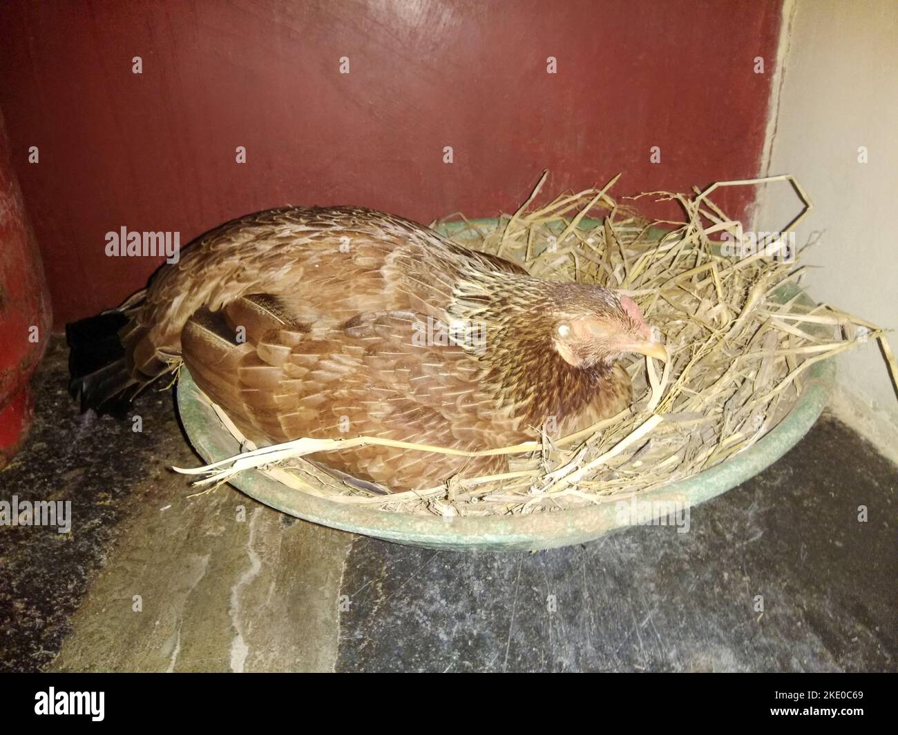 Il pollo dorme sulle sue uova nella cresta, con un percorso di taglio. Foto Stock