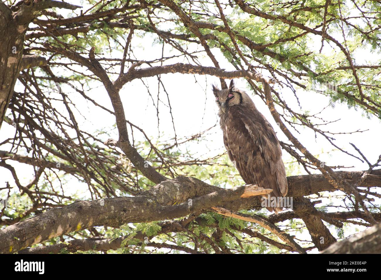L'aquila di Verreaux (Bubo lacteus) si stola sotto un baldacchino di alberi nel calore del giorno. Le palpebre rosa e i "ciuffi" sono chiaramente visibili Foto Stock