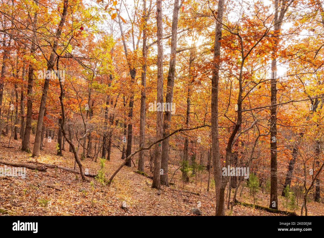 Vista panoramica del colore autunnale di un sentiero escursionistico nel Lake of the Ozarks state Park del Missouri Foto Stock