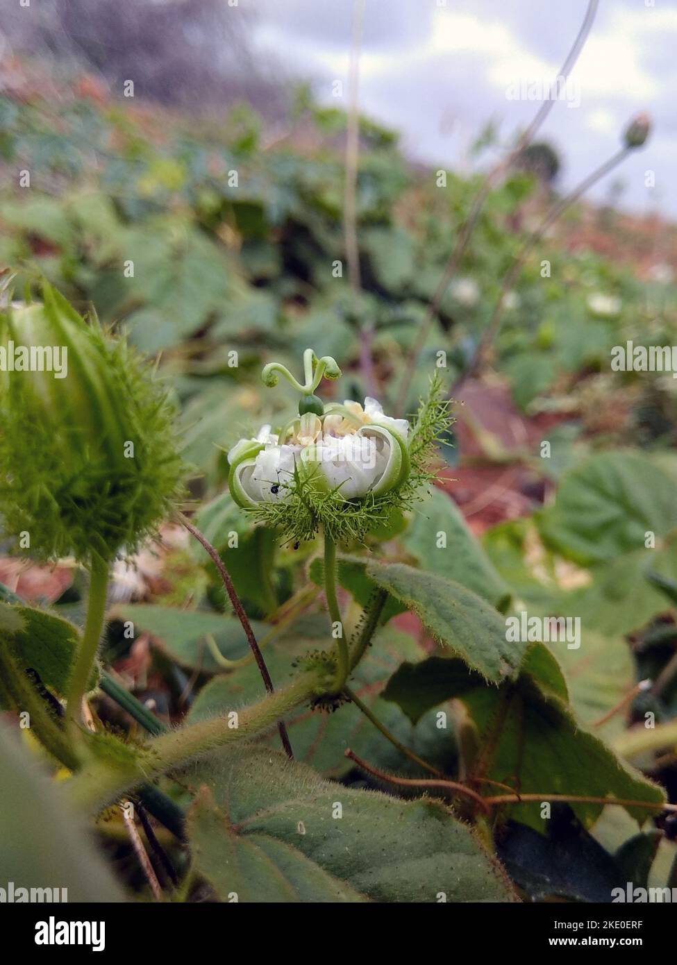 Primo piano di un Passionflower puzzolente o di una Passiflora foetida con petali bianchi, corona suggestiva e bratette piume, circondati da lussureggianti foglie verdi. Foto Stock
