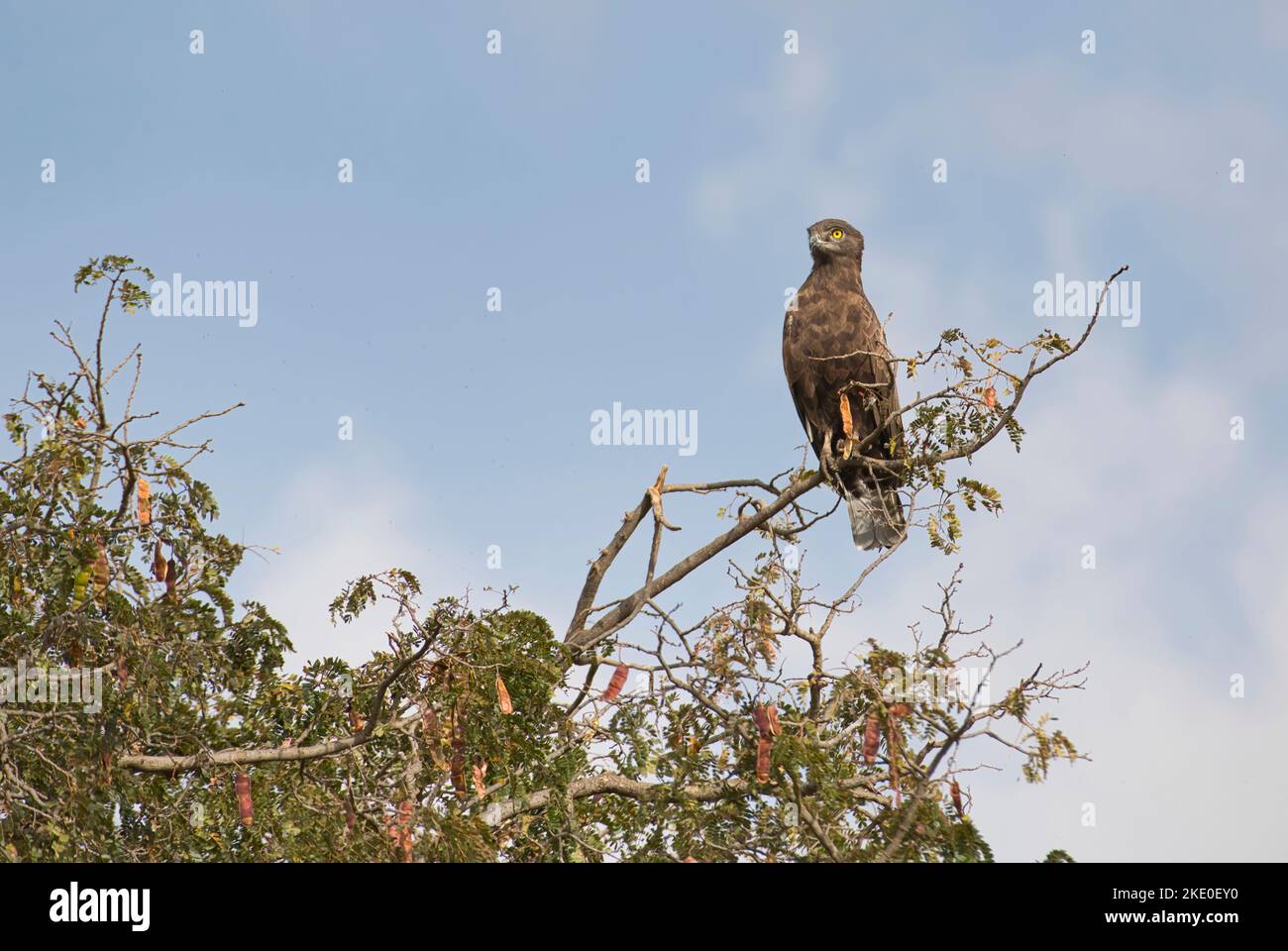 Serpente-aquila marrone (Circaetus cinereous) arroccato in un albero Foto Stock