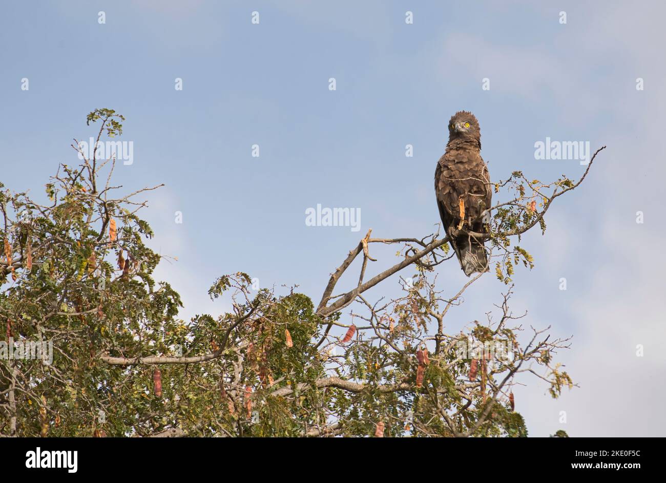 Serpente-aquila marrone (Circaetus cinereous) arroccato in un albero Foto Stock