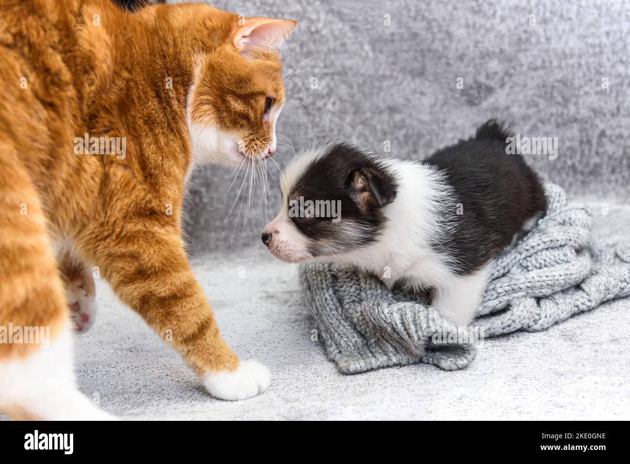 Piccolo cucino Pembroke Welsh Corgi e gatto rosso su divano grigio Foto Stock