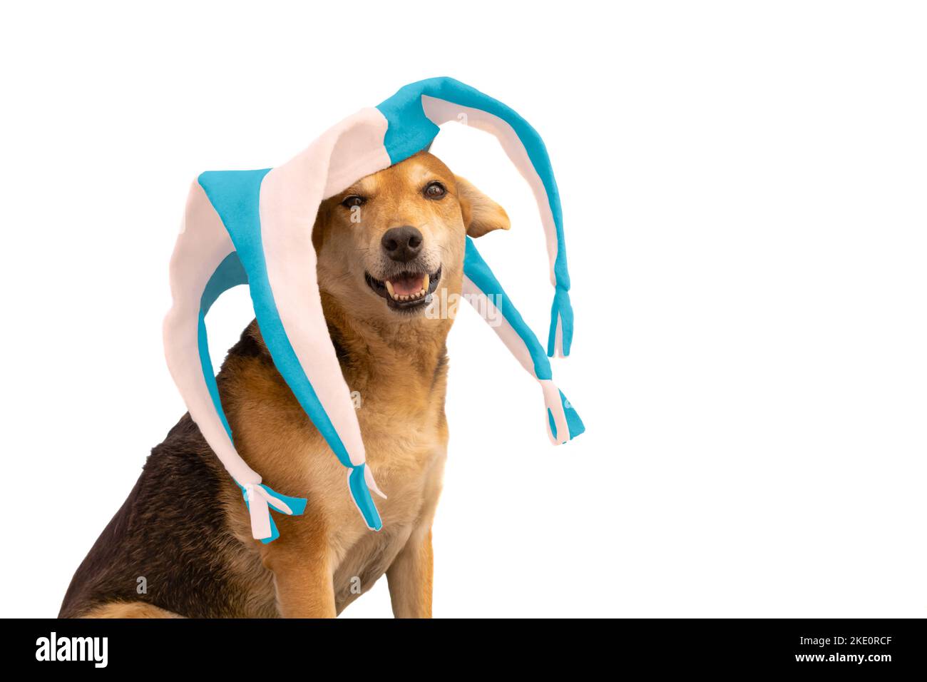 Cane con cappello harlequin bianco e azzurro su sfondo bianco Foto Stock