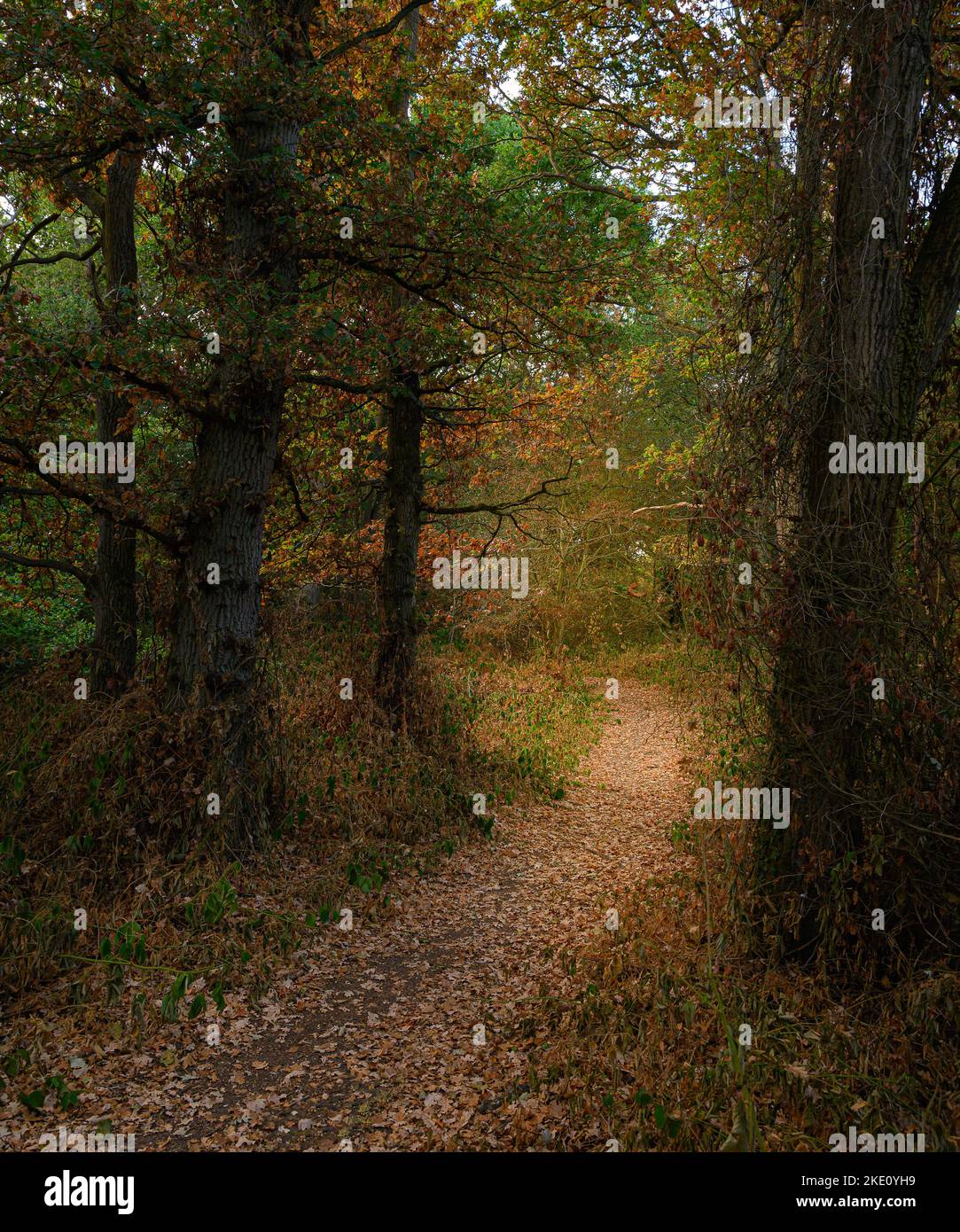 Alba catturata nei boschi di Donyland, Colchester, Essex. Luce mattutina che splende attraverso gli alberi. Foto Stock