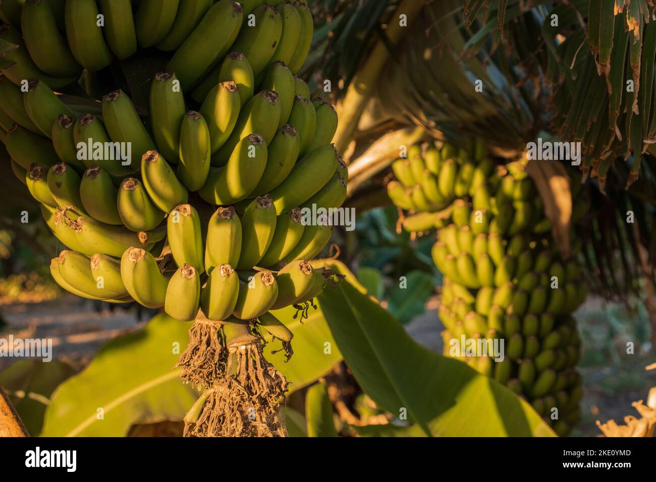 Un primo piano di giovani piante di banana che crescono nelle Isole Canarie, in Spagna durante il tramonto Foto Stock