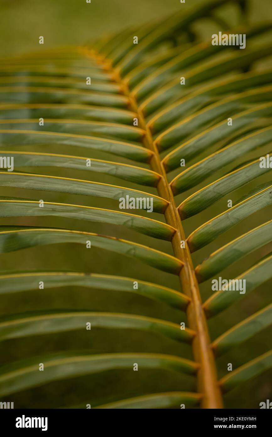 Un primo piano verticale di verde tropicale foglia di cocco texture Foto Stock