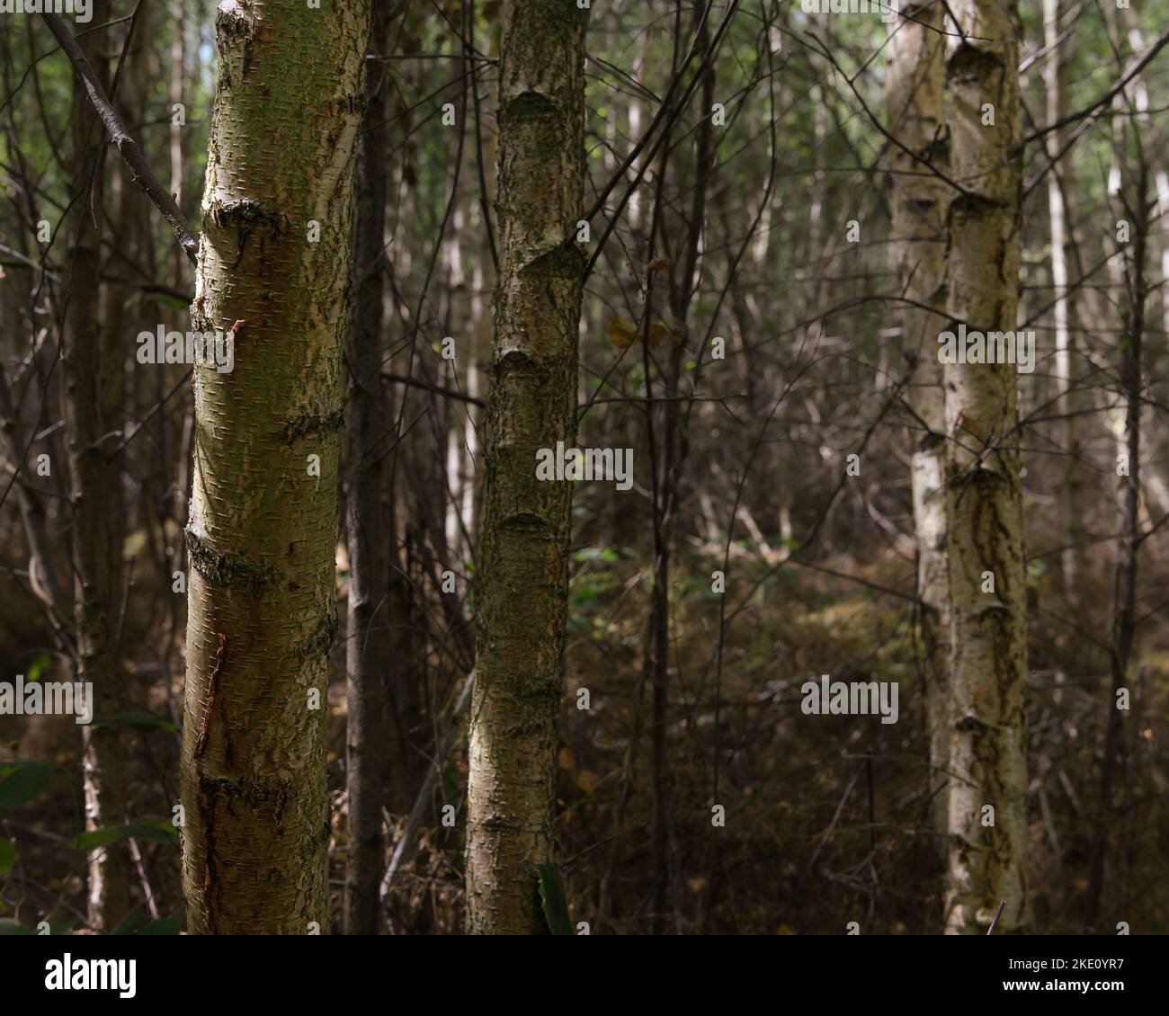 Birch d'argento nella foresta di Rendlesham, Suffolk. Foto Stock