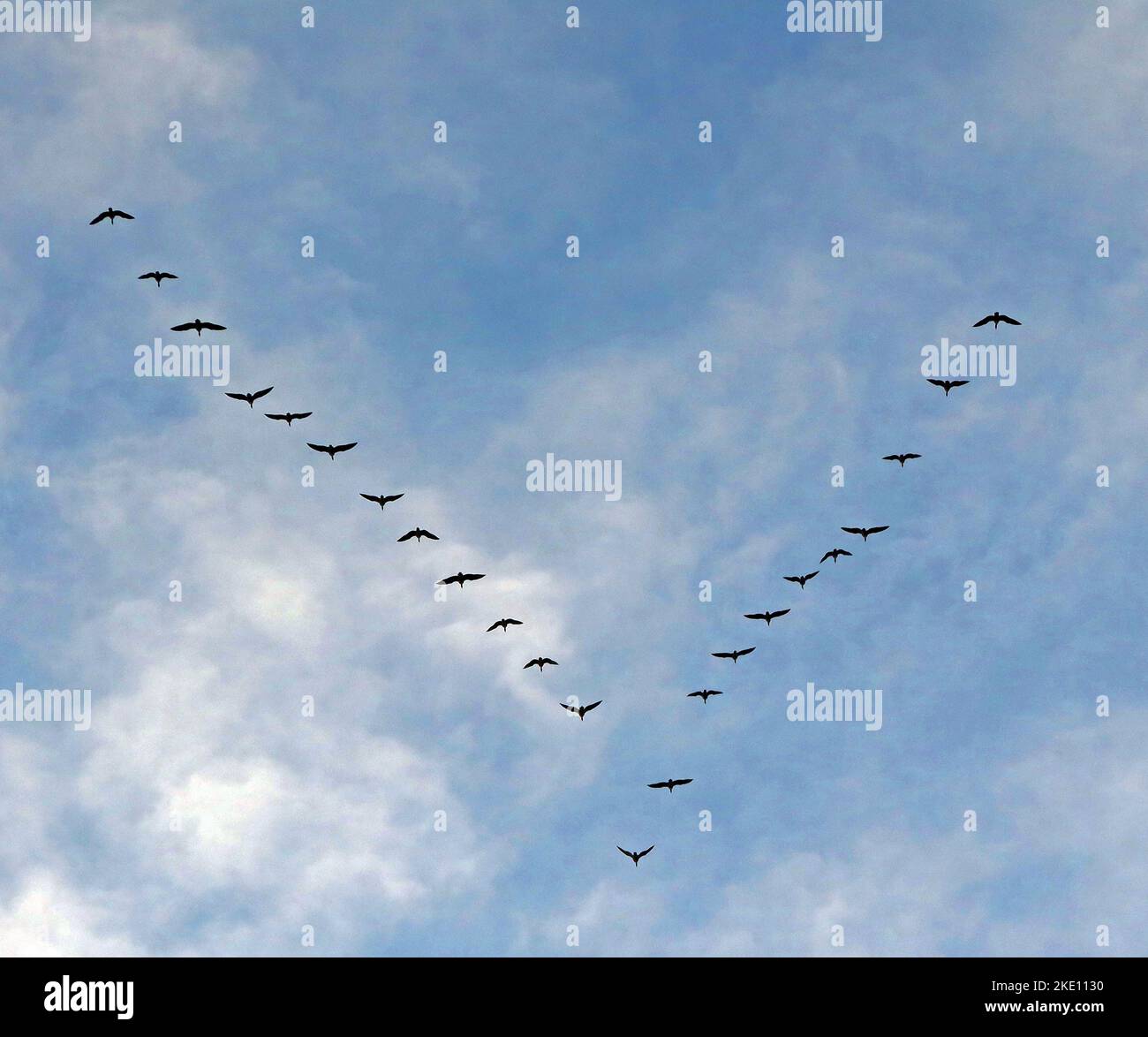 Formazione volo di uccelli nel cielo su Warrington, Cheshire UK Foto Stock