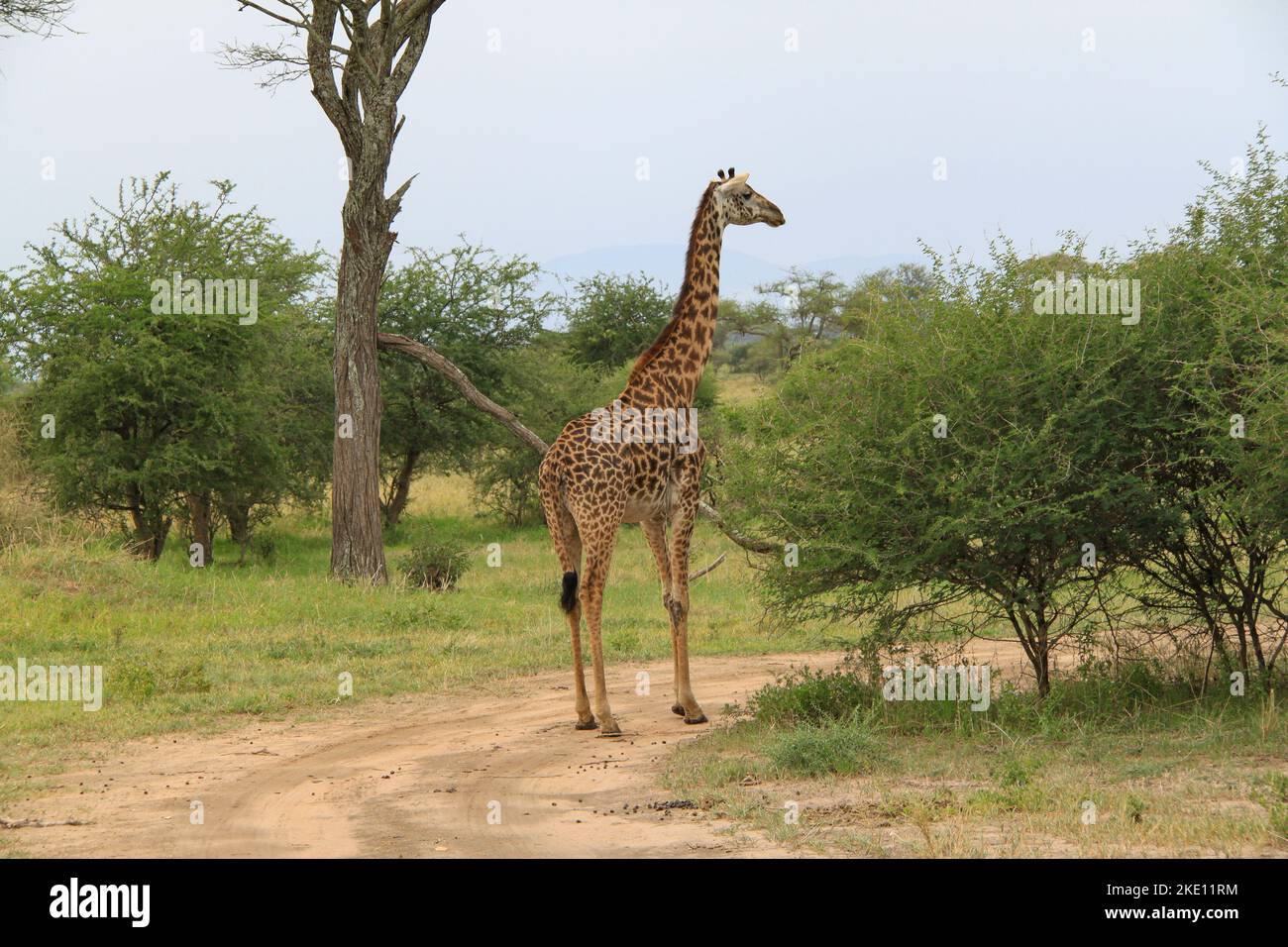 Una giraffa dal retro su una strada sporca nel Parco Nazionale di Tarangire. Foto Stock