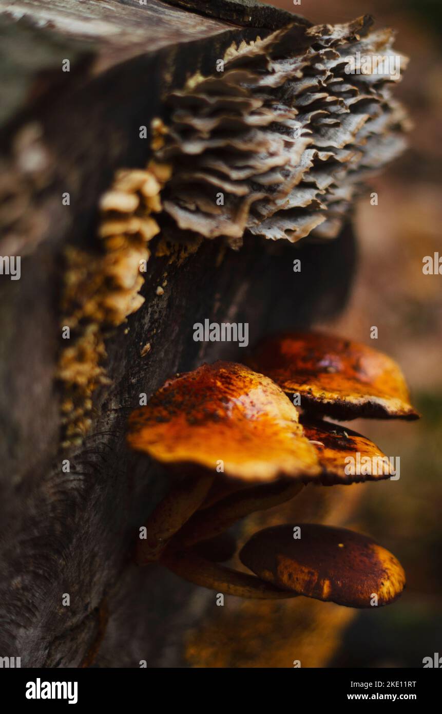 I funghi di bosco Foto Stock