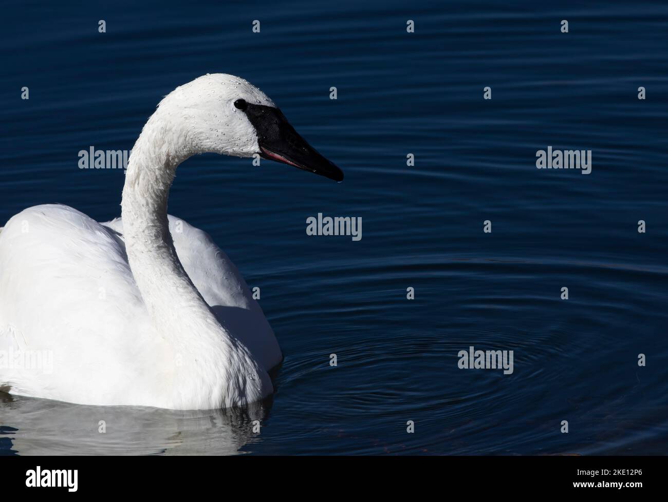 Le delicate gocce d'acqua sulla testa del Trumpeter Swan sono bellezze naturali esaltate dalle increspature nelle acque blu profonde Foto Stock