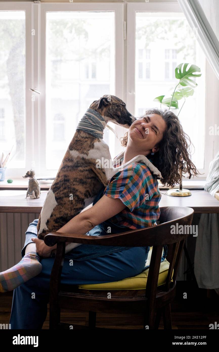Faccia leccante del cane della padrona seduta sulla sedia a casa Foto Stock