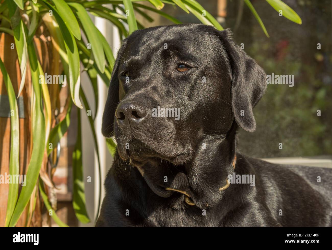 Ritratto di una vecchia cagna nera labrador Foto Stock