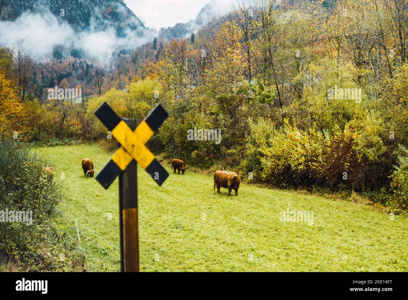 Tori che pascolano negli splendidi paesaggi dell'Austria Foto Stock