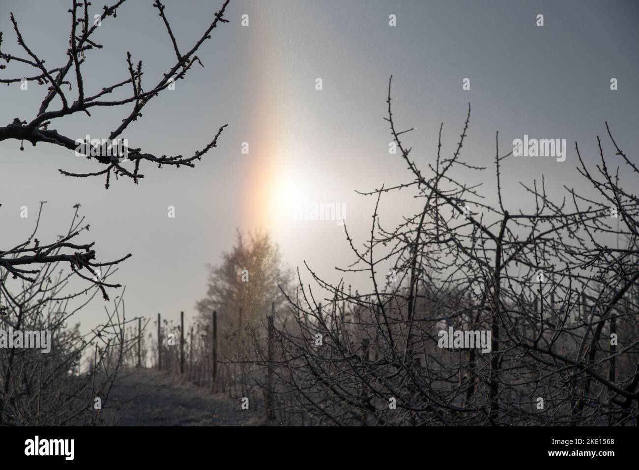 Parte di un alone circolare intorno al sole in una fredda giornata invernale. Foto scattata in un frutteto nella regione di Rosalia nel Burgenland in Austria. Foto Stock