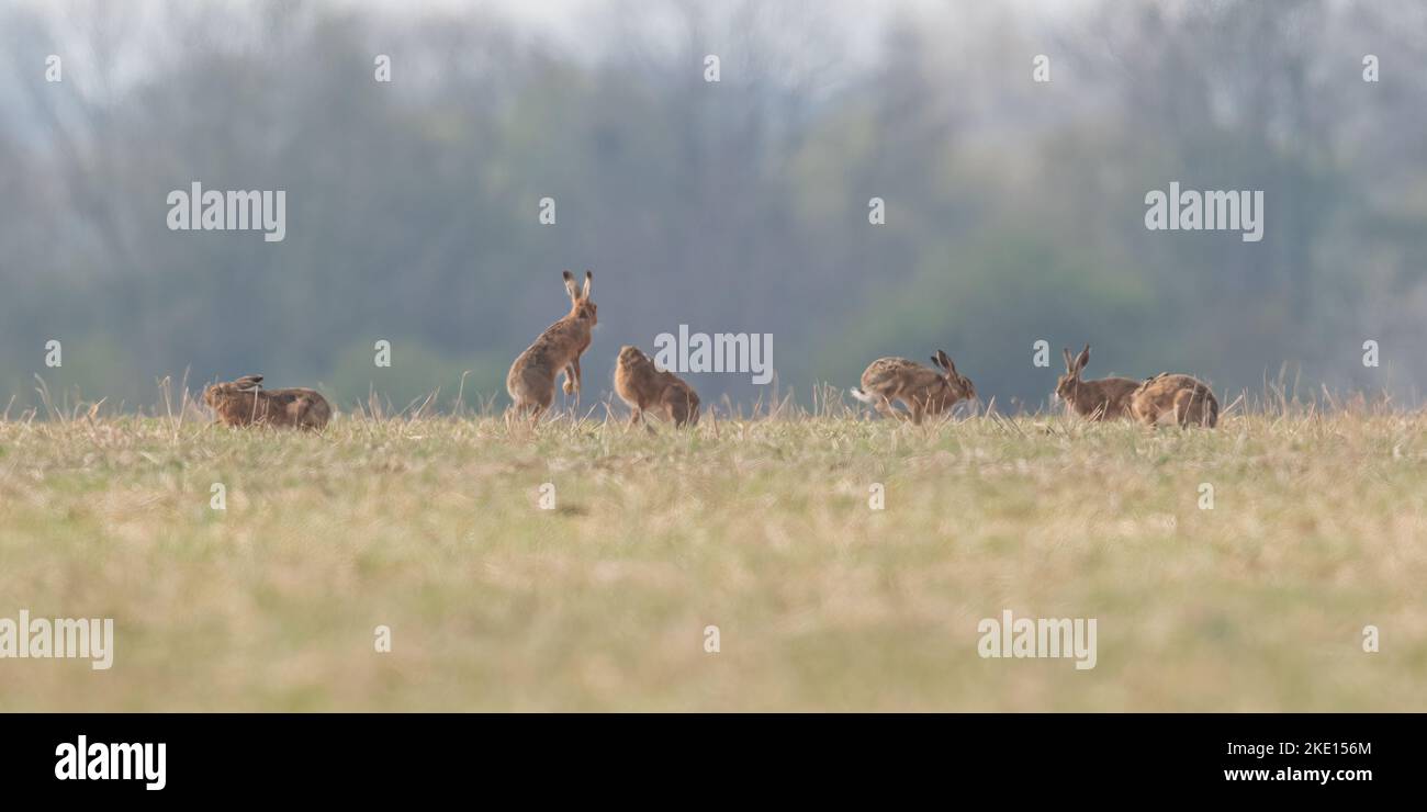 Sei Marroni Hares (Lepus europaeus) cercando di ottenere l'attenzione di una donna nella stagione di accoppiamento .Suffolk, UK Foto Stock