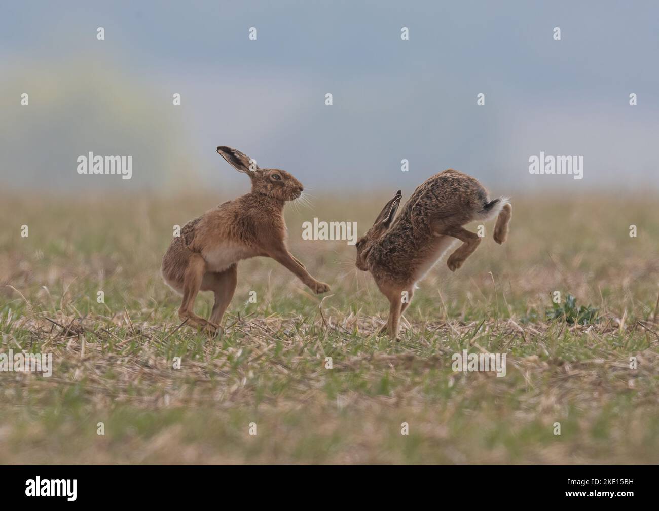 MAD March leares, volo e comportamento saltellante da un paio di Brown Hares (Lepus europaeus), saltando in alto in aria in una battaglia di corteggiamento. Suffolk, Regno Unito Foto Stock