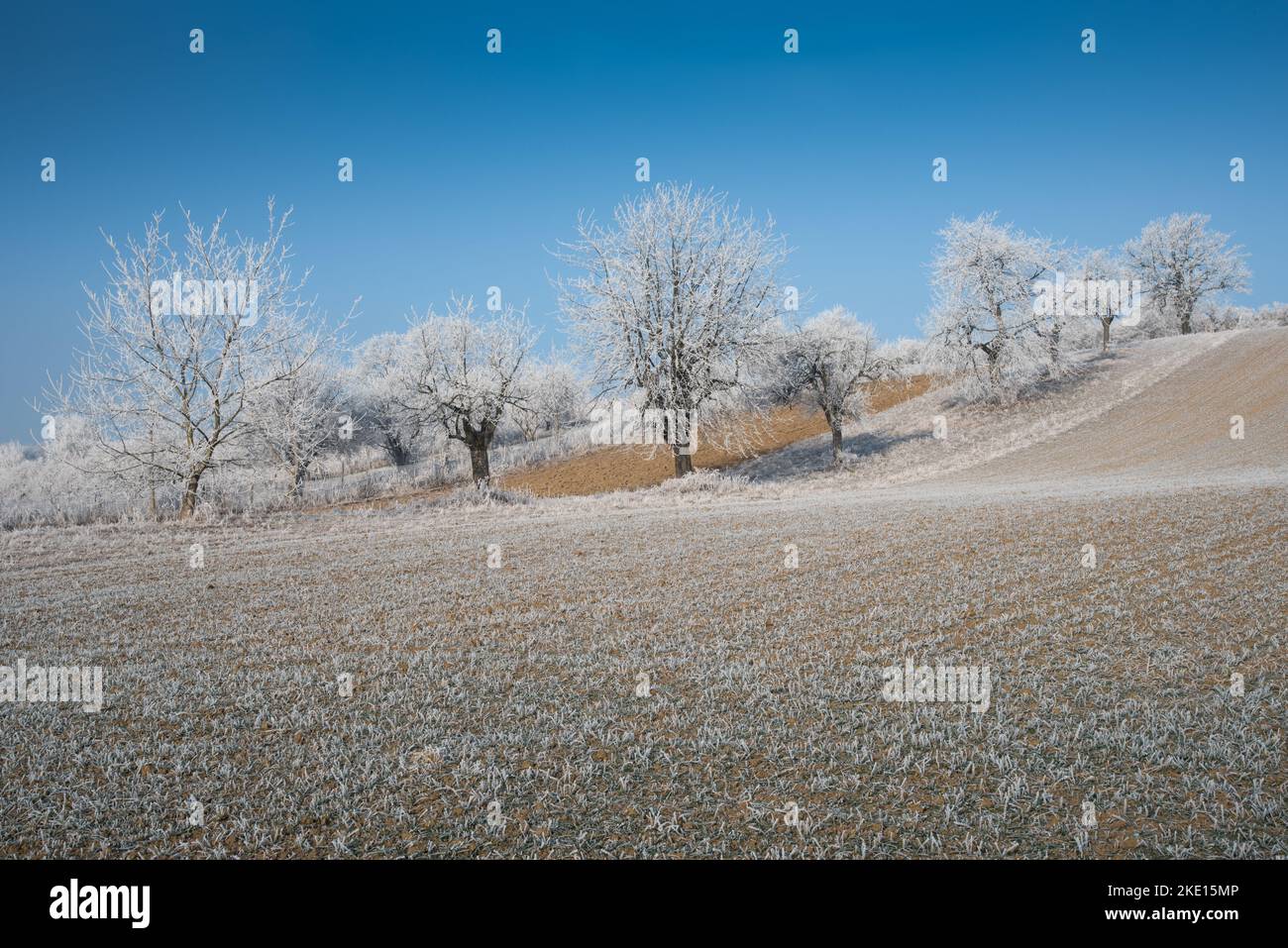 Paesaggio invernale con brina sugli alberi e sui filamenti. Foto scattata nella regione Rosalia nel Burgenland in Austria. Foto Stock