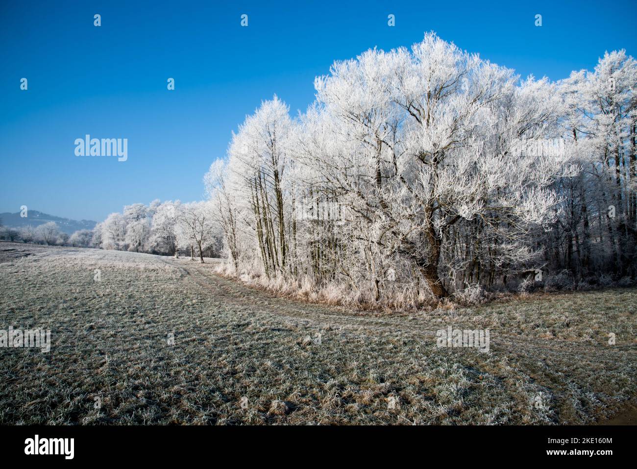 Paesaggio invernale con brina sugli alberi e sui filamenti. Foto scattata nella regione Rosalia nel Burgenland in Austria. Foto Stock