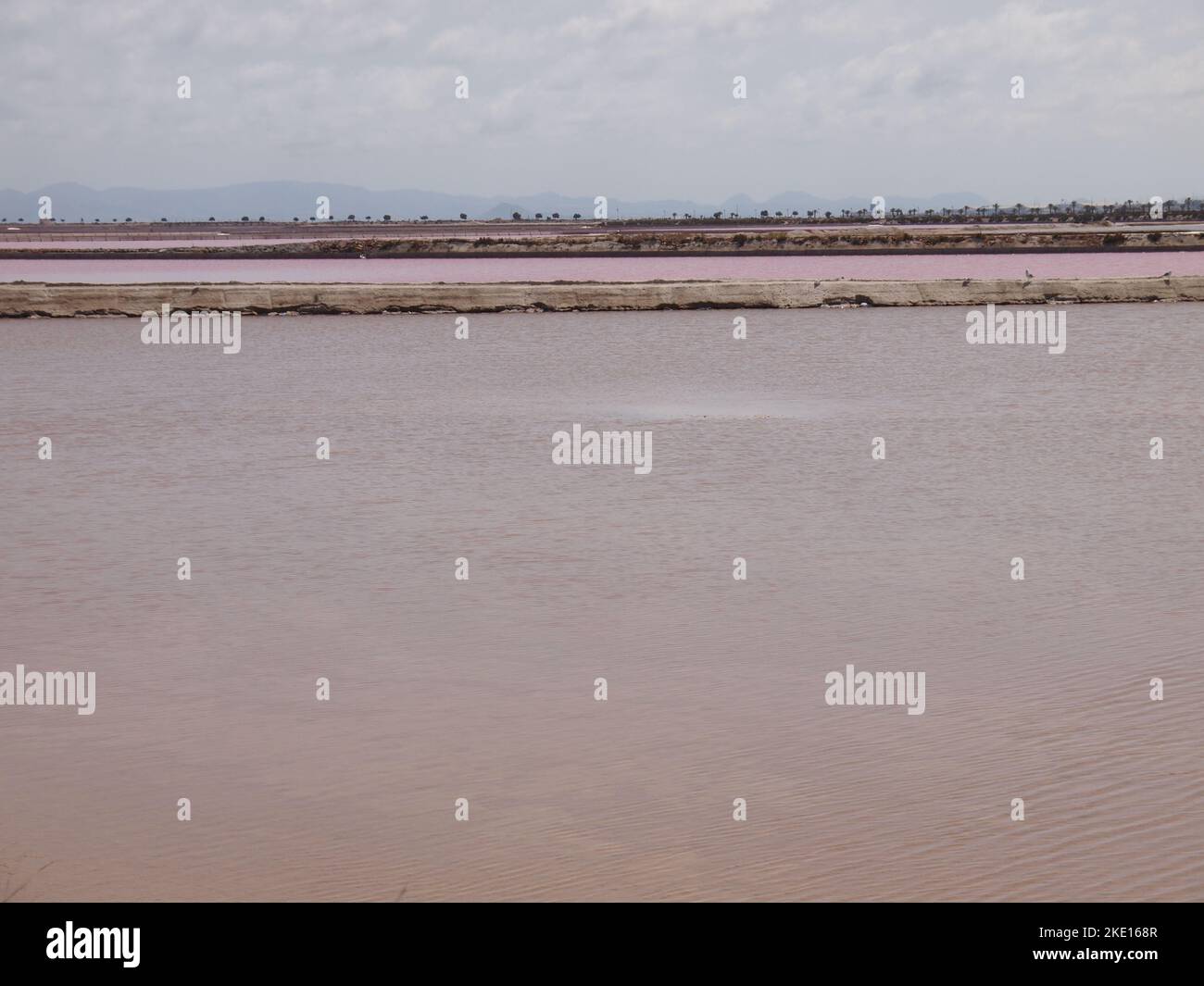 Riserva regionale di las Salinas y Arenales de San Pedro del Pinatar (Regione di Murcia, Regno di Spagna) Foto Stock