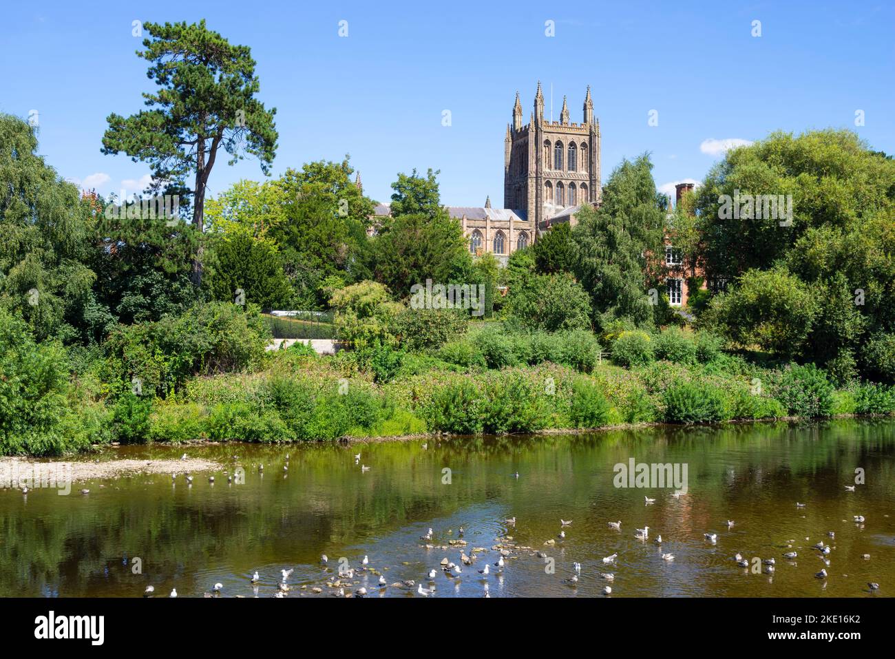 Hereford Cathedral River Wye Hereford Herefordshire Inghilterra Regno Unito GB Europa Foto Stock