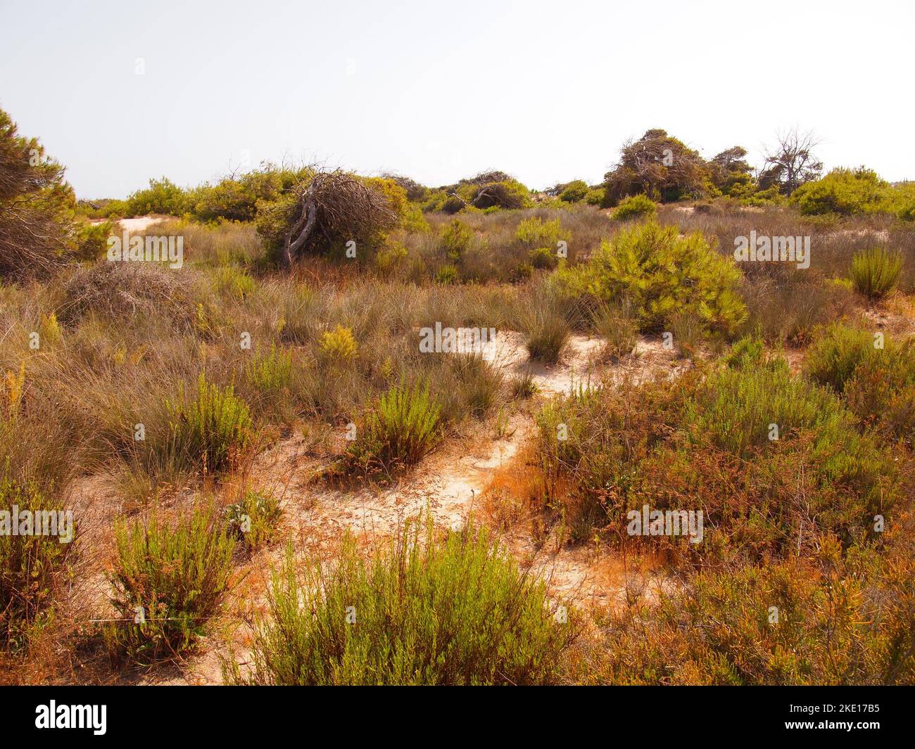 Riserva regionale di las Salinas y Arenales de San Pedro del Pinatar (Regione di Murcia, Regno di Spagna) Foto Stock