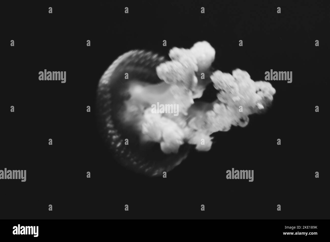 Pesce gelatinoso bianco danza in blu scuro acqua oceano Foto Stock