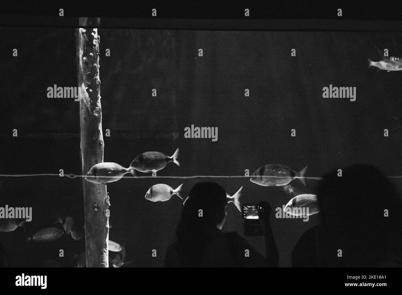 16.10.2022. Valencia, Spagna. Un enorme acquario con pesci nell'attrazione. Una donna scatta foto di pesci in un acquario con un telefono. Foto Stock