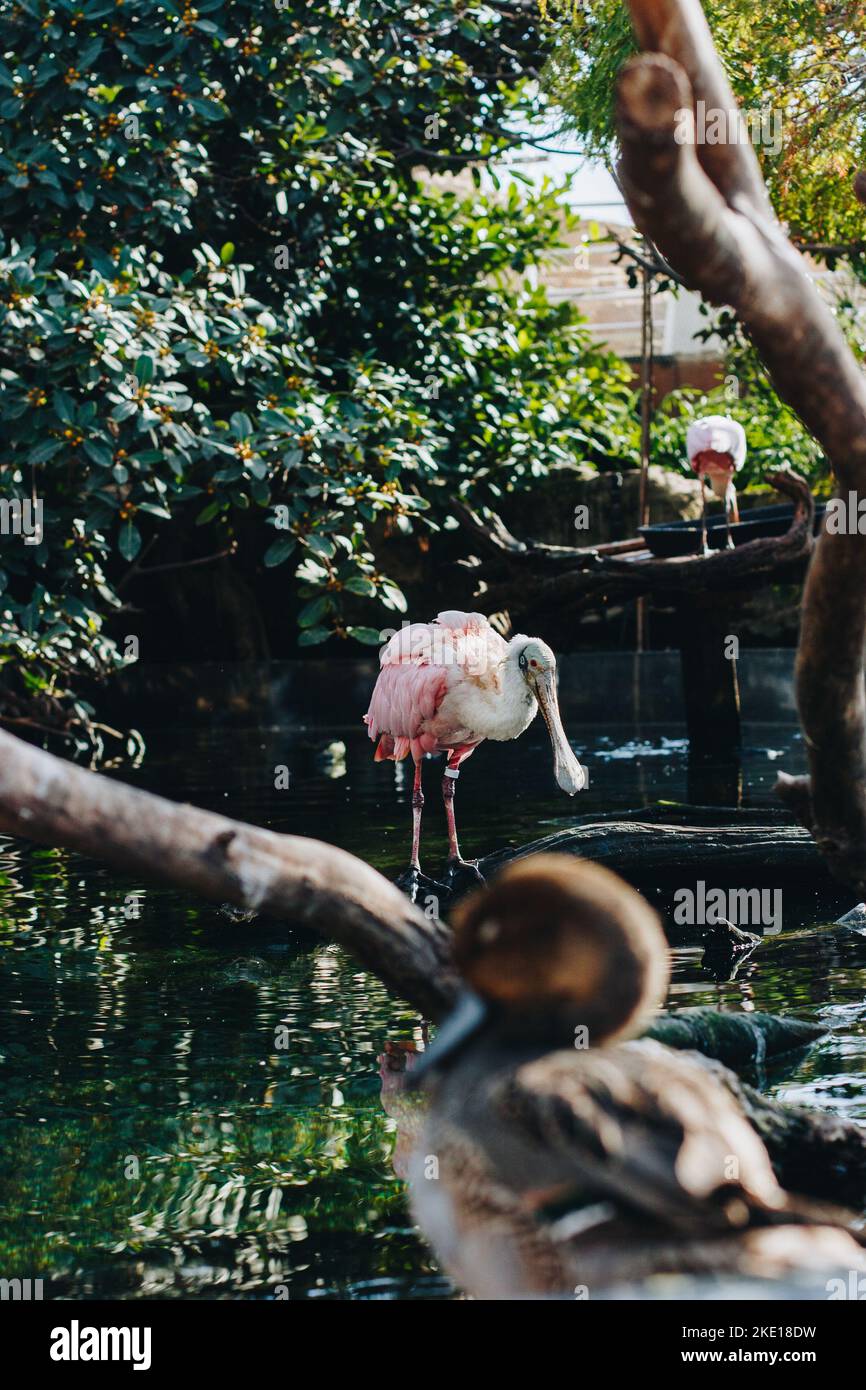 pellicano rosa in piedi su un tronco di albero morto in acqua in un parco con alberi verdi. Foto Stock