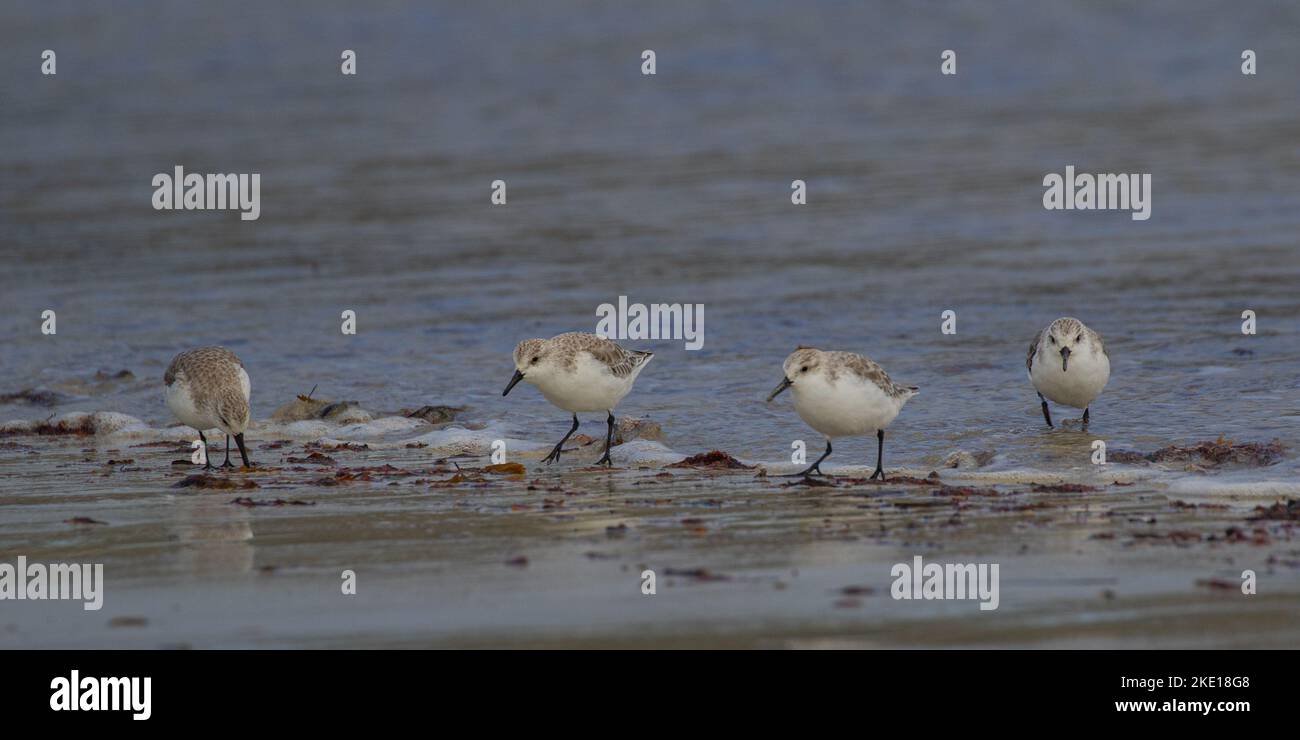 Quattro Sanderling (Calidris alba) guaandosi, nutrendo e sondando le loro bistecche nella sabbia nella zona intertidale catturando cibo. Connemara. Foto Stock