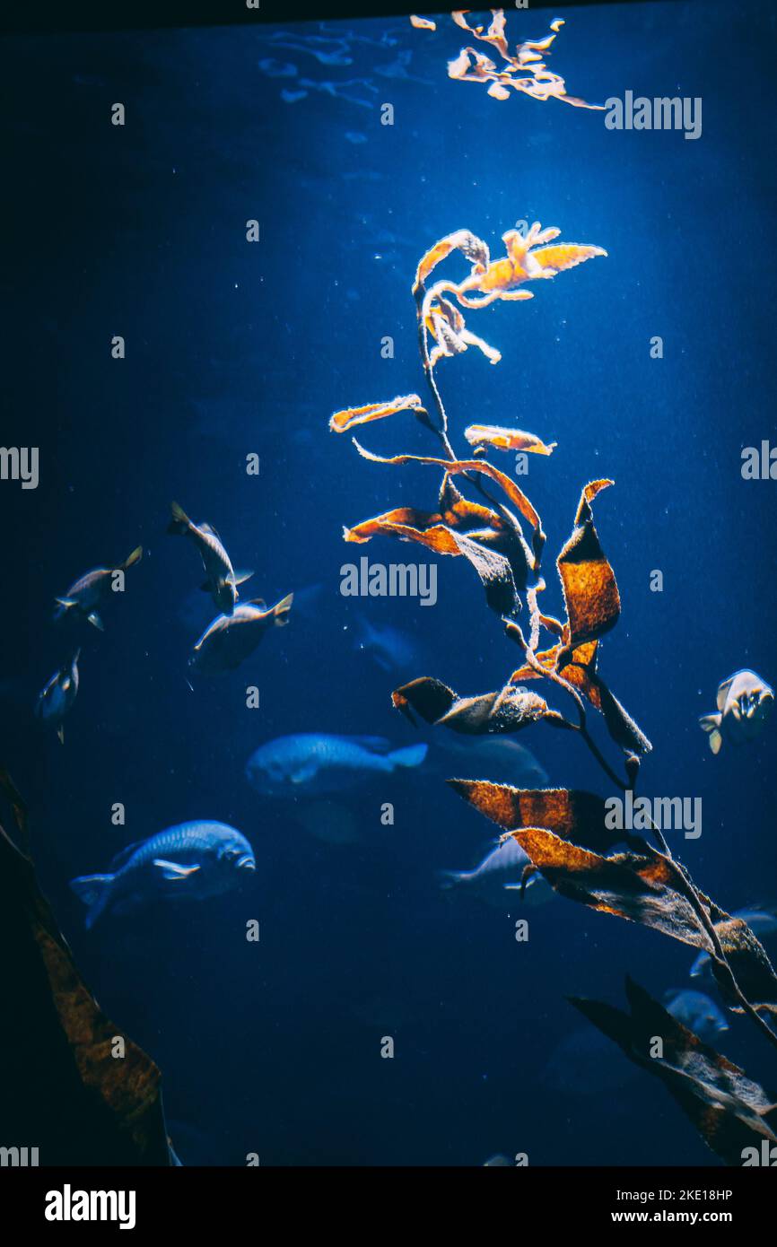 Primo piano di una pianta d'acqua in acqua blu con pesci che nuotano in essa. Foto Stock