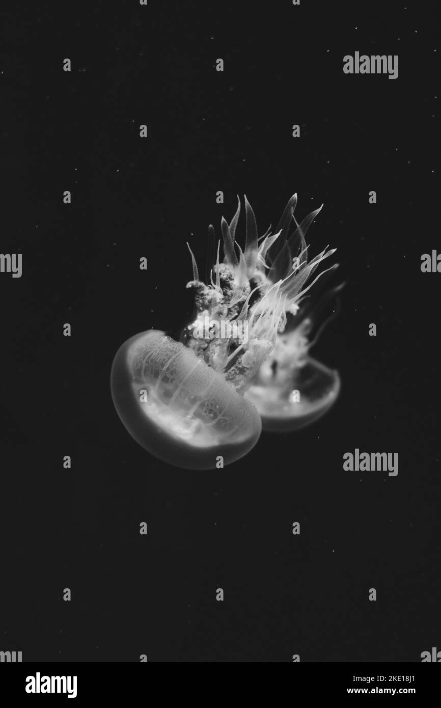 Pesce Jellyfish bianco che danza nelle acque blu scuro dell'oceano. Foto Stock