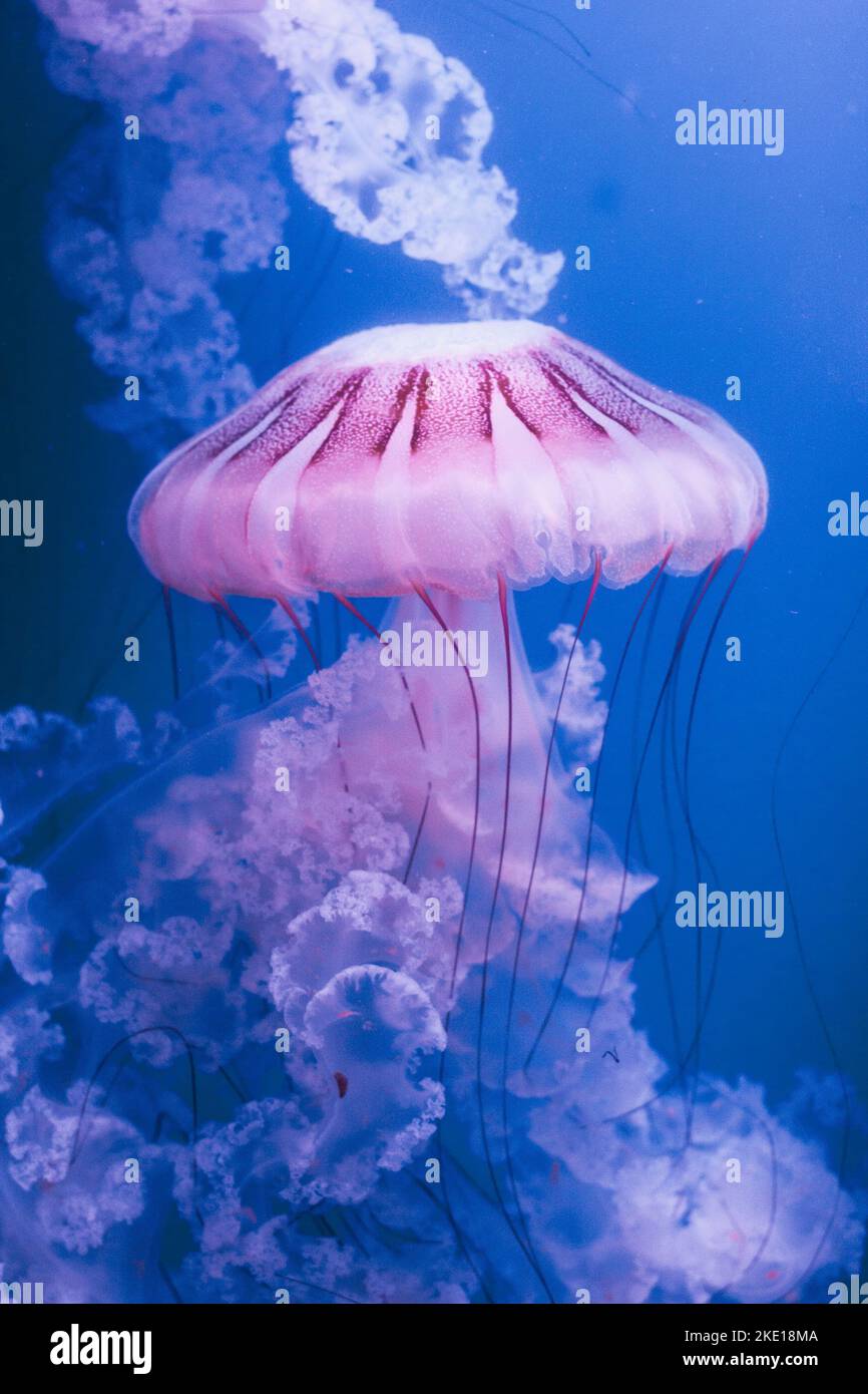 Pesce Jellyfish bianco che danza nelle acque blu scuro dell'oceano. Foto Stock