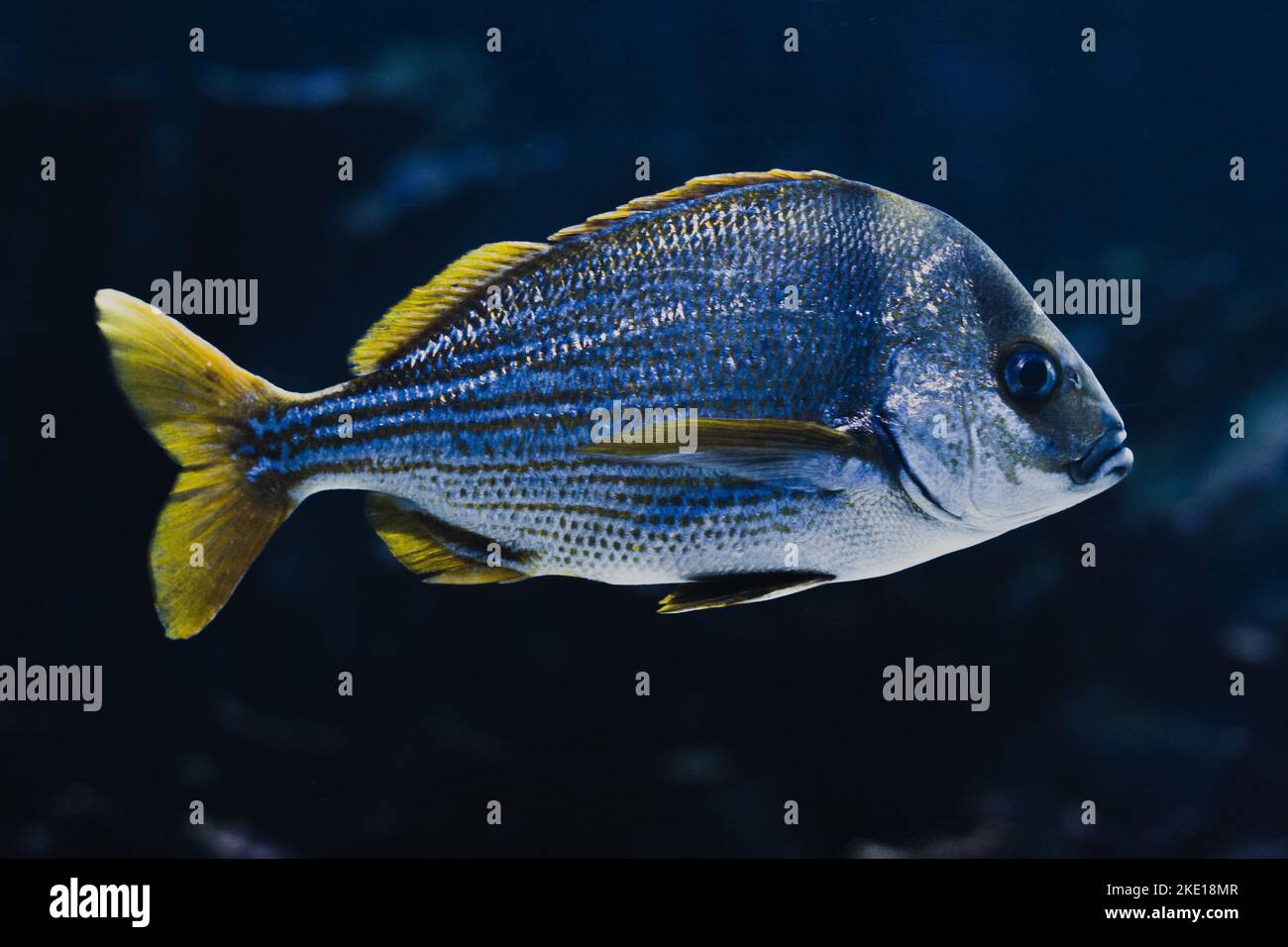 Primo piano di un pesce gigante dalle aline gialle in un acquario con acqua blu e fondo nero. Foto Stock