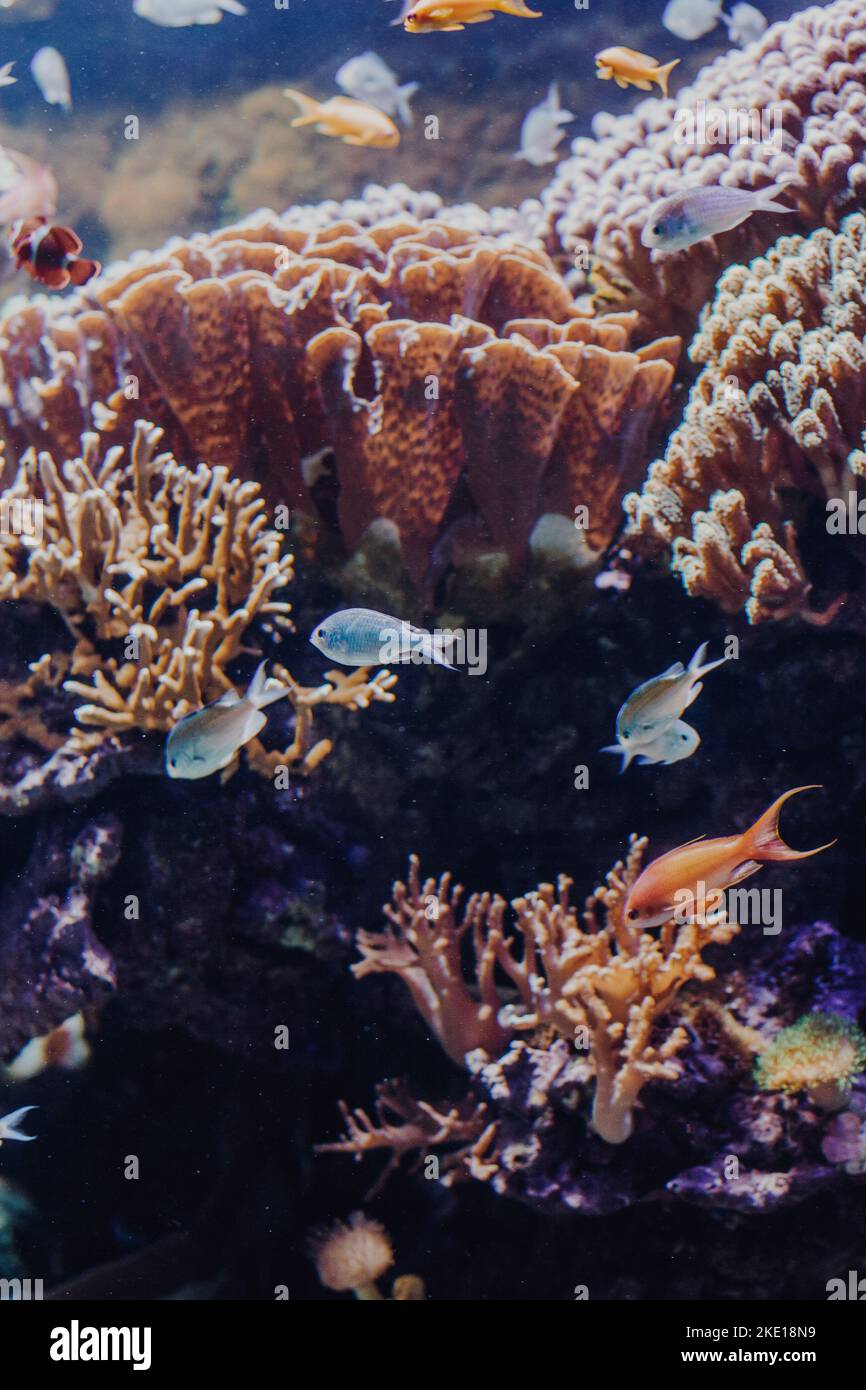 Piccoli pesci nuotano in un acquario vicino a piante acquatiche in acqua blu. Foto Stock