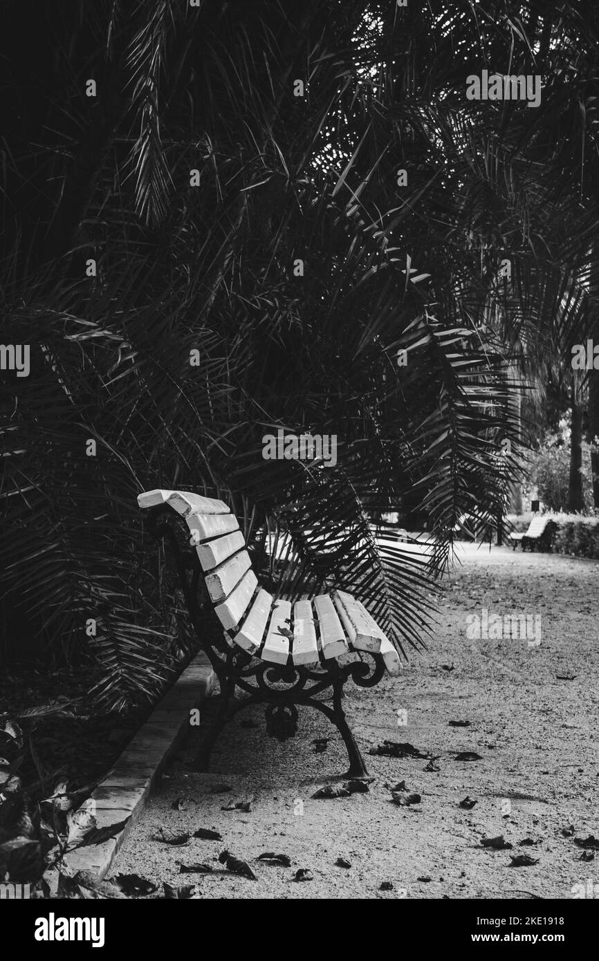 parco con un sentiero di sabbia delimitato da bordi di cemento. Sul sentiero si trova una panca di legno bianco, accanto alla quale si trovano alberi di corteccia con foglie verdi. Foto Stock