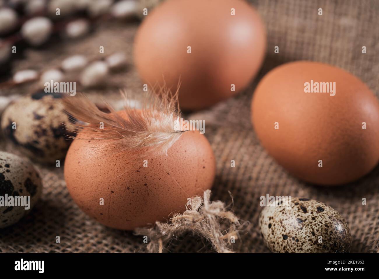 Uova di pollo e piccole uova di quaglia con piume brune Foto Stock